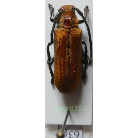 Eustathes flava Newman, 1842 Philippines63g